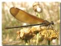 Calopteryx haemorrhoidalis